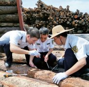 海南洋浦口岸:全国首次截获带木蠹象 海南洋浦口岸:全国首次截获带木蠹象