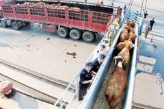 新西兰种牛的“吉瑞快车”轮抵达烟台港 新西兰种牛的“吉瑞快车”轮抵达烟台港