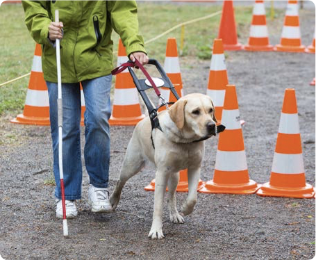 2020年欧洲标准如何助力营造无障碍环境？